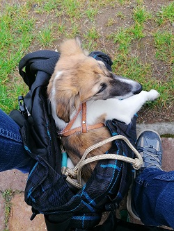 Yasha in der Laptoptasche